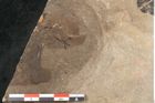 Foto (Detailansicht) von Rhamnus frangula Linne (NHMW-GEO-2024-0188-15018)